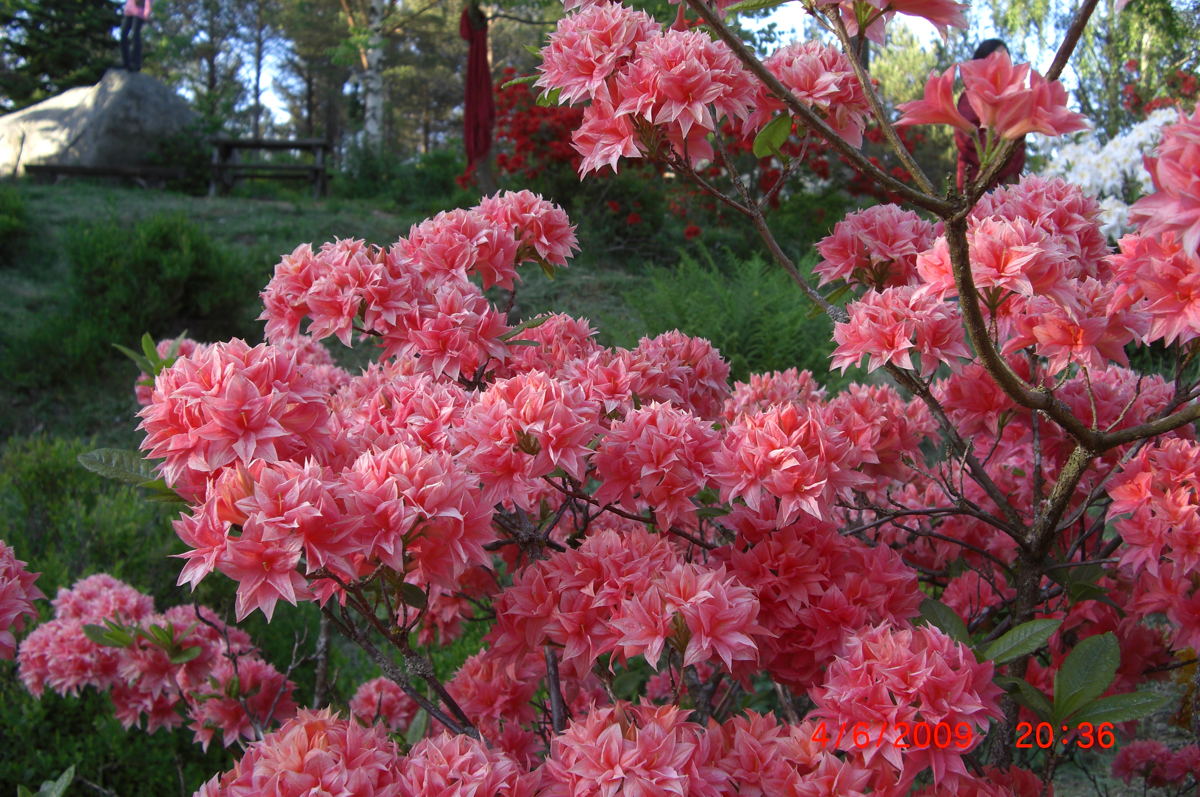 En riktblomstrende og fylt hageasalea (Rhododendron 'Homebush') 